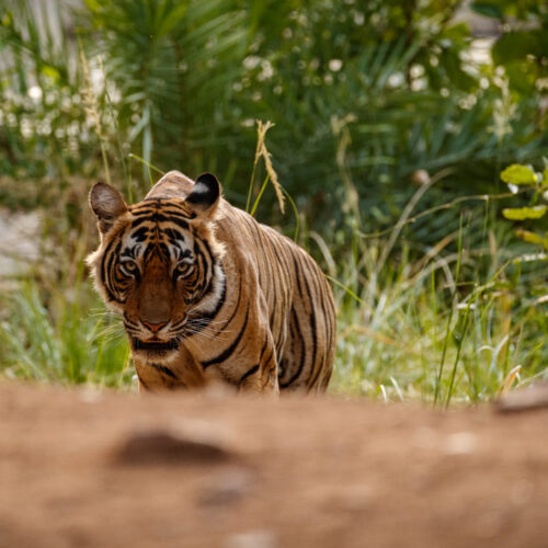 Integridad y sostenibilidad: Ficohsa protege la vida silvestre