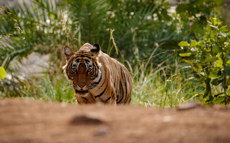 Integridad y sostenibilidad: Ficohsa protege la vida silvestre