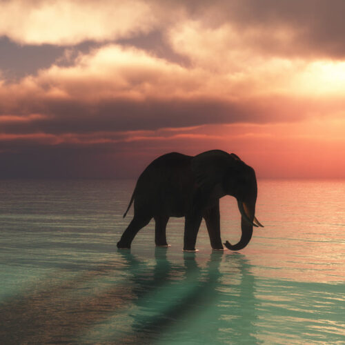 Ficohsa se une a la iniciativa global United for Wildlife