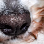 Las 7 funciones de la nariz del perro que explican su hocico húmedo y frío