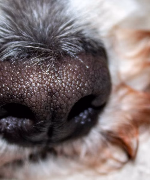 Las 7 funciones de la nariz del perro que explican su hocico húmedo y frío
