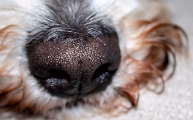 Las 7 funciones de la nariz del perro que explican su hocico húmedo y frío